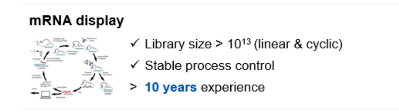 mRNA Peptide Display Library